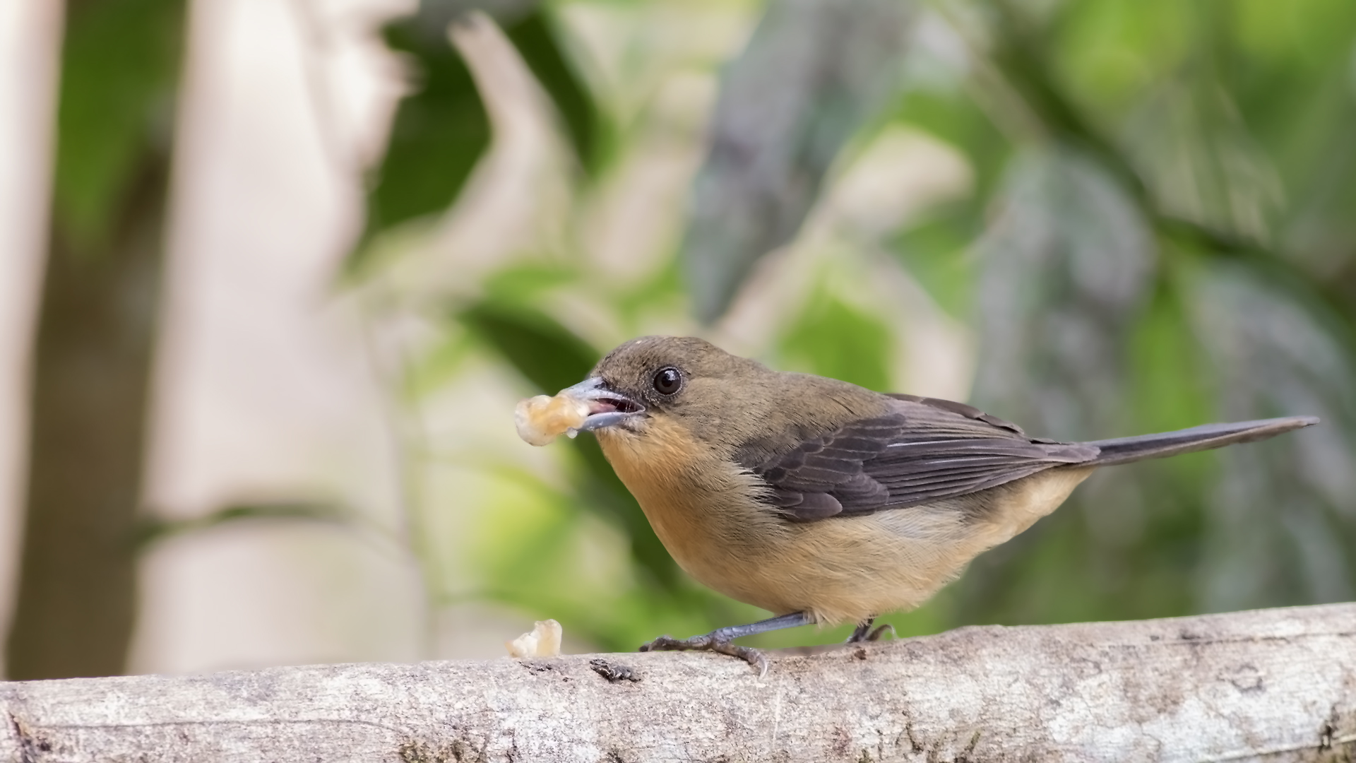 Ruby-crowned Tanager